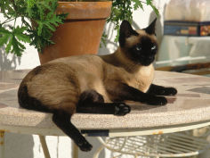 siamese cat resting on table top