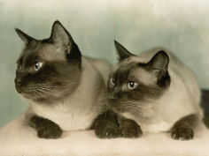 siamese cats