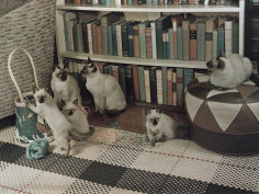 siamese cats watch as their young play with yarn