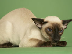 siamese desktop wallpaper