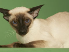 siamese hd wallpaper