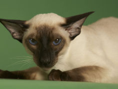 siamese wallpaper