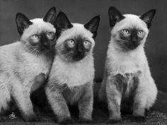 three sweet siamese kittens sitting together