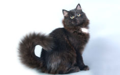 siberian black hair yellow eyes black nose long hair