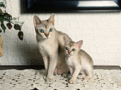 singapura cat with kitten