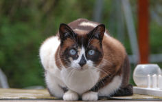 snowshoe miotic pupil white hair