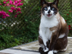 snowshoe white hair whiskers