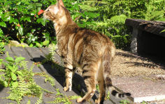 sokoke cat