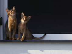 two somali cats sitting on window ledge