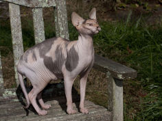 hairless sphynx cat pure breed