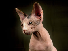 young hairless sphinx cat