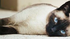 female thai cat