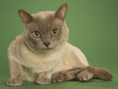cat tonkinese background