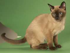cat wallpaper tonkinese