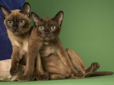 tonkinese cat hd