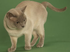 tonkinese desktop wallpaper