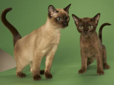 tonkinese hd wallpaper