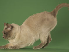 tonkinese wallpaper