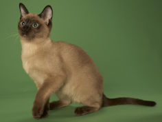 tonkinese widescreen