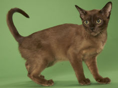 tonkinese widescreen wallpaper
