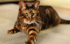 toyger male