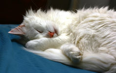 sleeping cat white long hair turkish angora