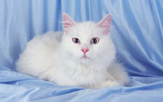 turkish angora cat