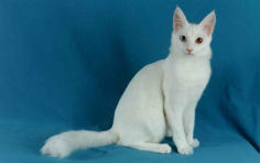 turkish angora wallpaper