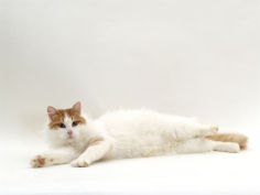 domestic cat auburn white turkish van female