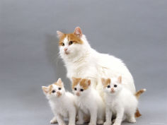 turkish van mother with three kittens