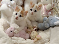 two turkish van kittens with soft toys in crib