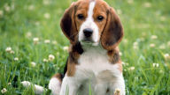 beagle cute