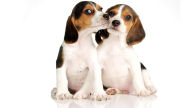 beagle puppies wallpaper