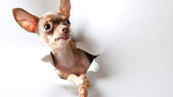 curious chihuahua wallpaper