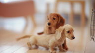 animals dogs puppies dachshund 1080p