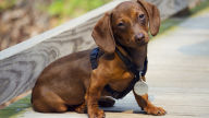 dachshund dog wallpaper