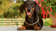 dachshund flowers background hd 1920x1280