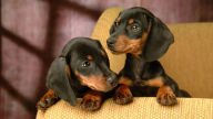 miniature dachshund