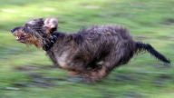 wire haired dachshund