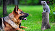 german shepherd and kitten 1920x1080