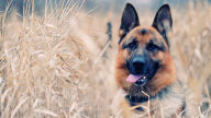 german shepherd deutscher schaferhund hd