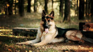 german shepherd forest 1080p