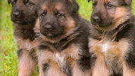 german shepherd puppies wallpaper 2 1920x1080