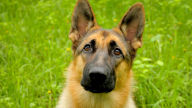 german shepherd