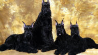 black giant schnauzers wallpaper