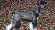 salt and pepper giant schnauzer