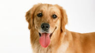 golden retriever wallpapers