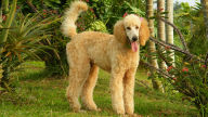 apricot poodle wallpaper