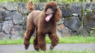 brown poodle