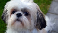 shih tzu wallpaper